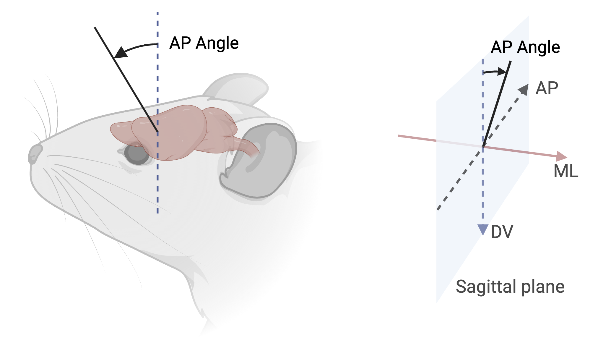 AP angle rotation diagram