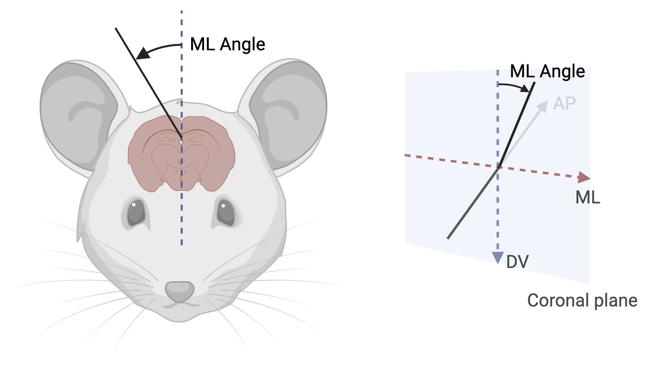 ML angle rotation diagram